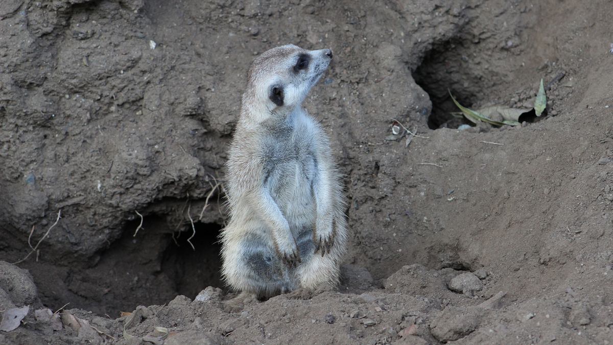 san diego zoo
