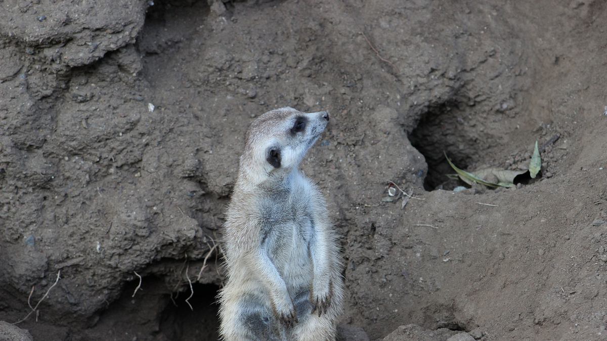 san diego zoo