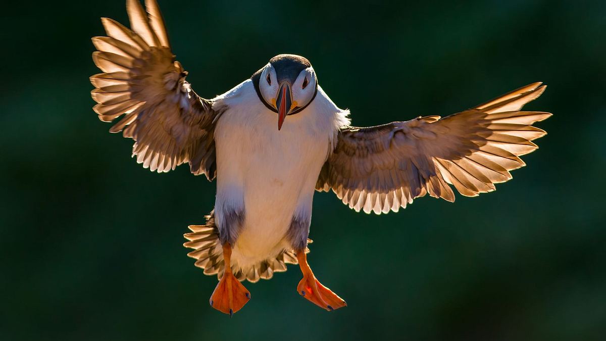 vögel