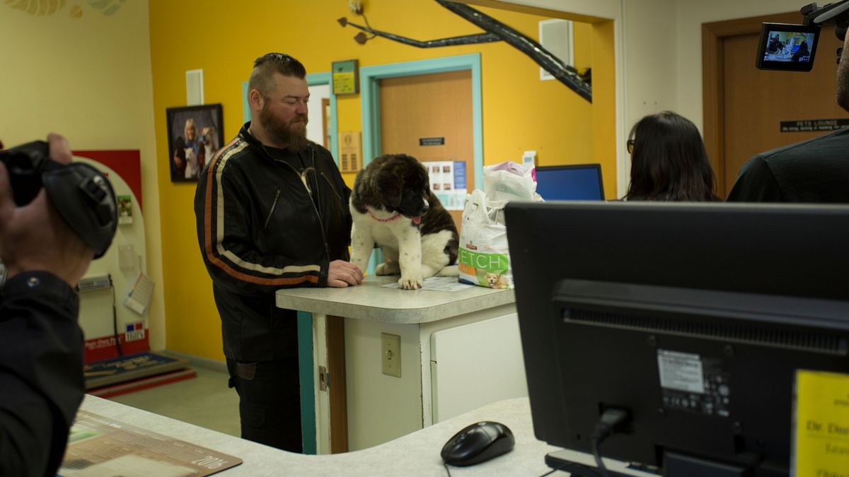 dr. dee: tierärztin in alaska