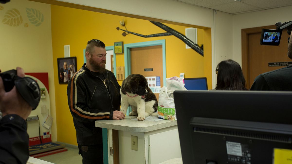 dr. dee: tierärztin in alaska