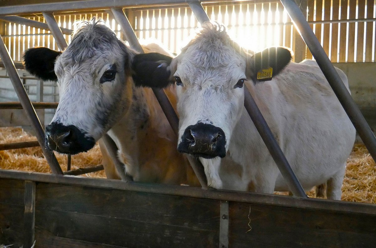das verborgene leben der bauernhoftiere