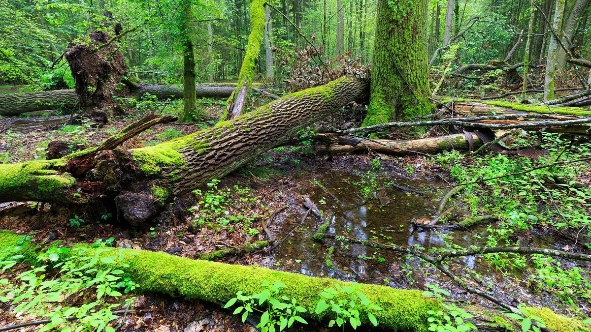 oak island - fluch und legende