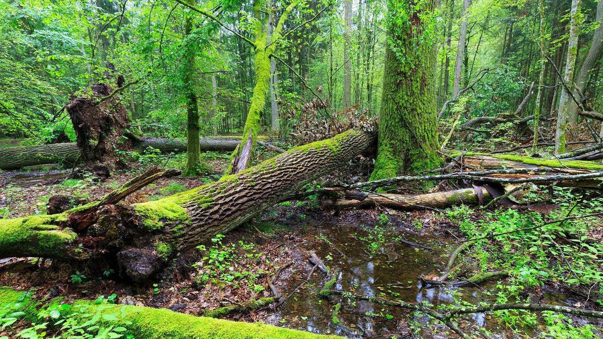 oak island - fluch und legende