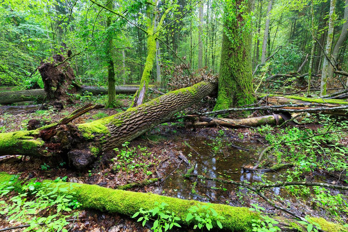 Oak Island - Fluch und Legende oak island - fluch und legende
