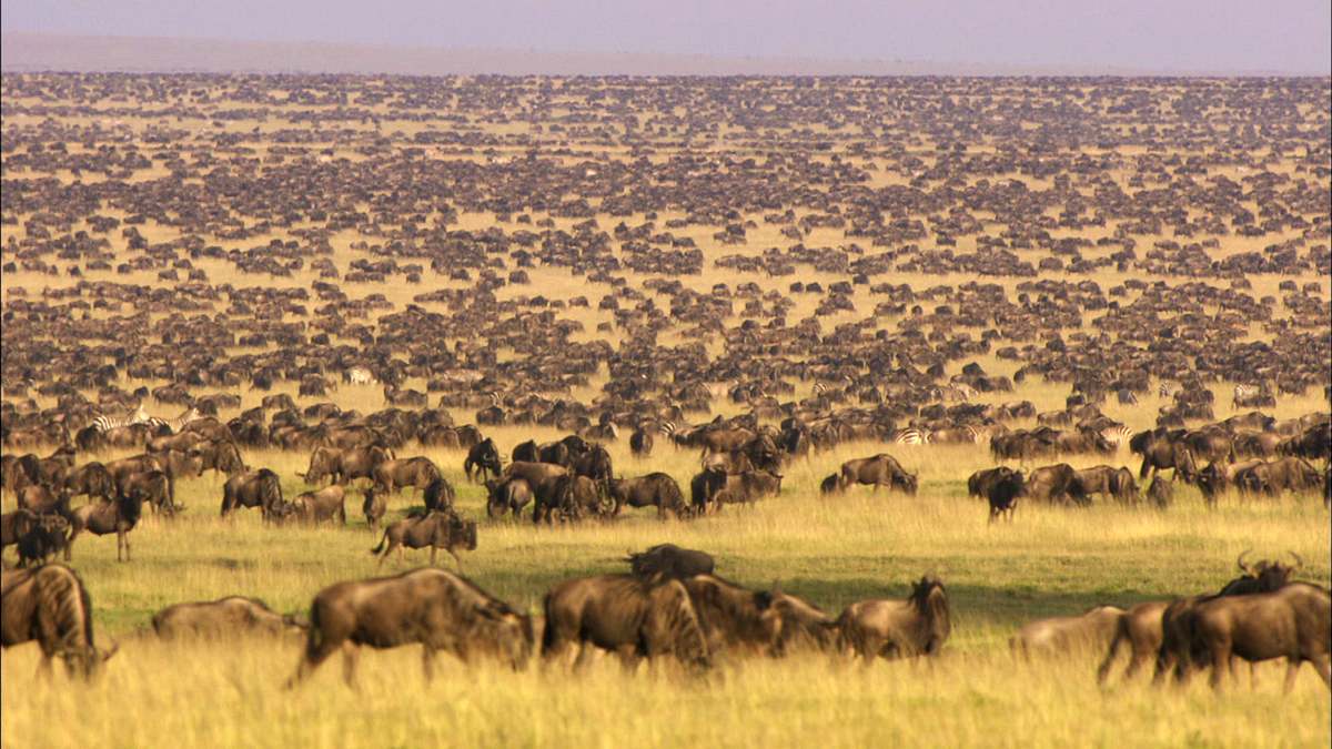 Löwinnen: Jagd ums Überleben löwinnen: jagd ums überleben