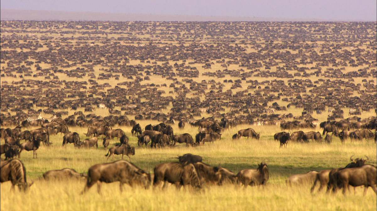 löwinnen: jagd ums überleben