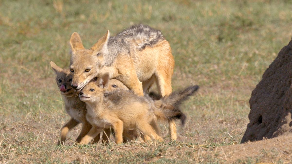 die großkatzen der masai mara