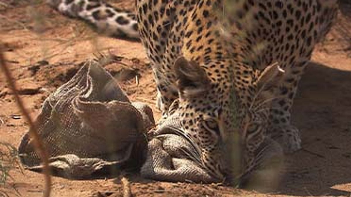 das waisenhaus für wilde tiere - abenteuer afrika