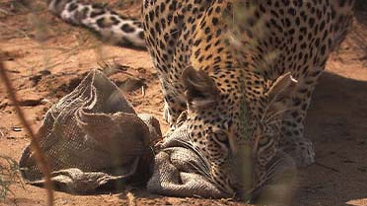 das waisenhaus für wilde tiere - abenteuer afrika