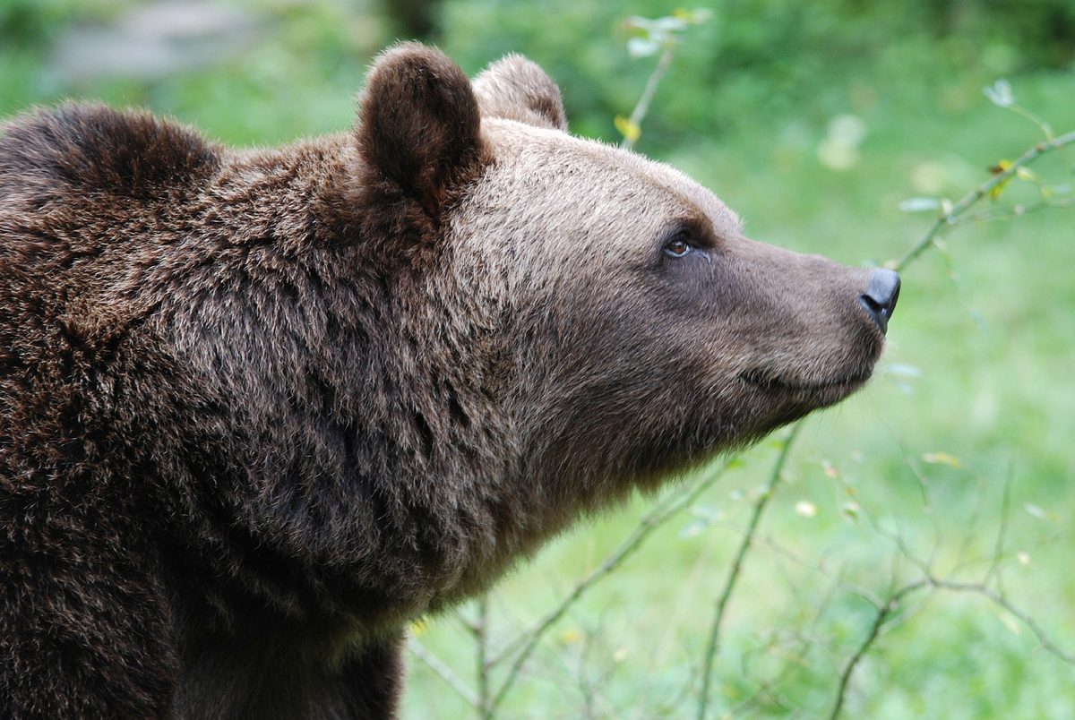 abenteuer wildnis
