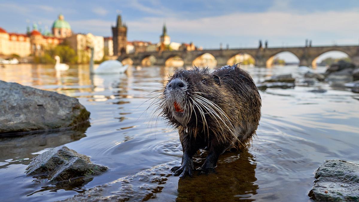 Wildes Prag Wildes Prag