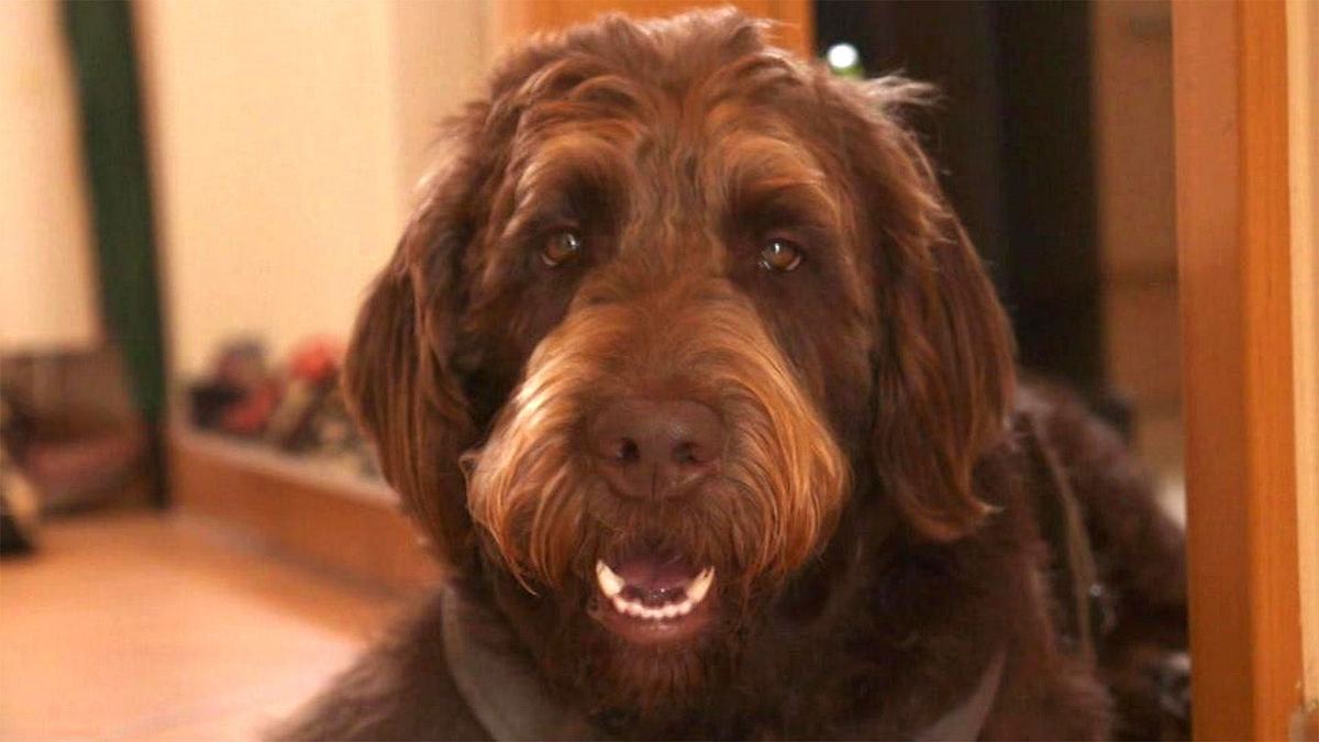 der hundeprofi - rütters team
