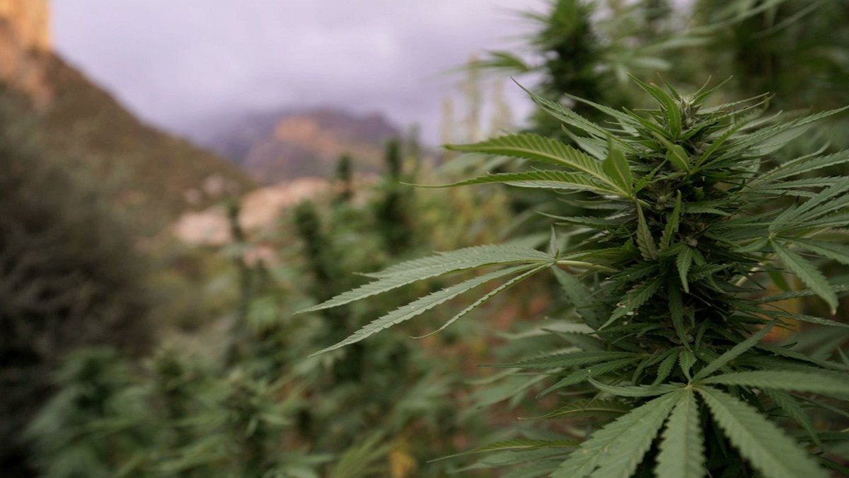 millionengeschäft cannabis - marokkos illegaler exportschlager