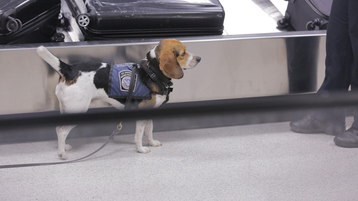 flughafen new york - kampf den schmugglern