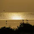 Wilder Oman Thumbnail