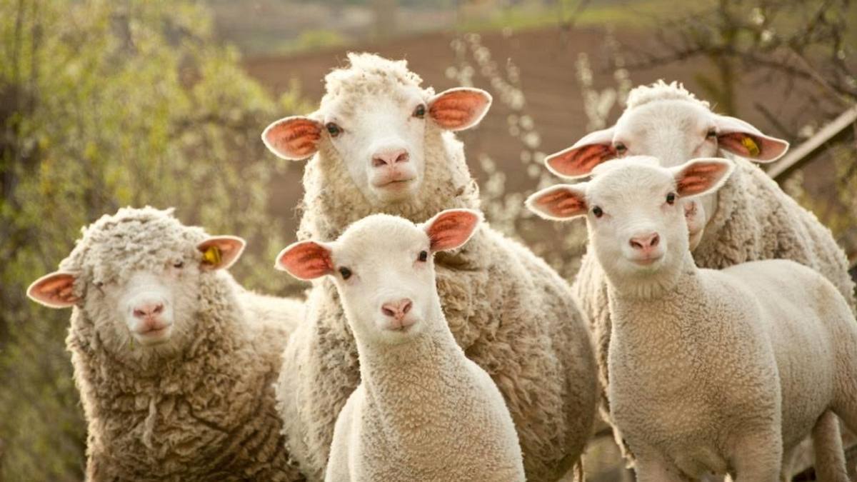 smart farming - die digitalisierung der landwirtschaft