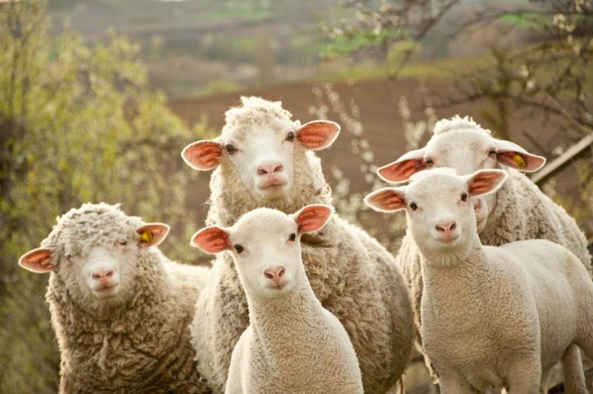 Smart Farming - Die Digitalisierung der Landwirtschaft smart farming - die digitalisierung der landwirtschaft