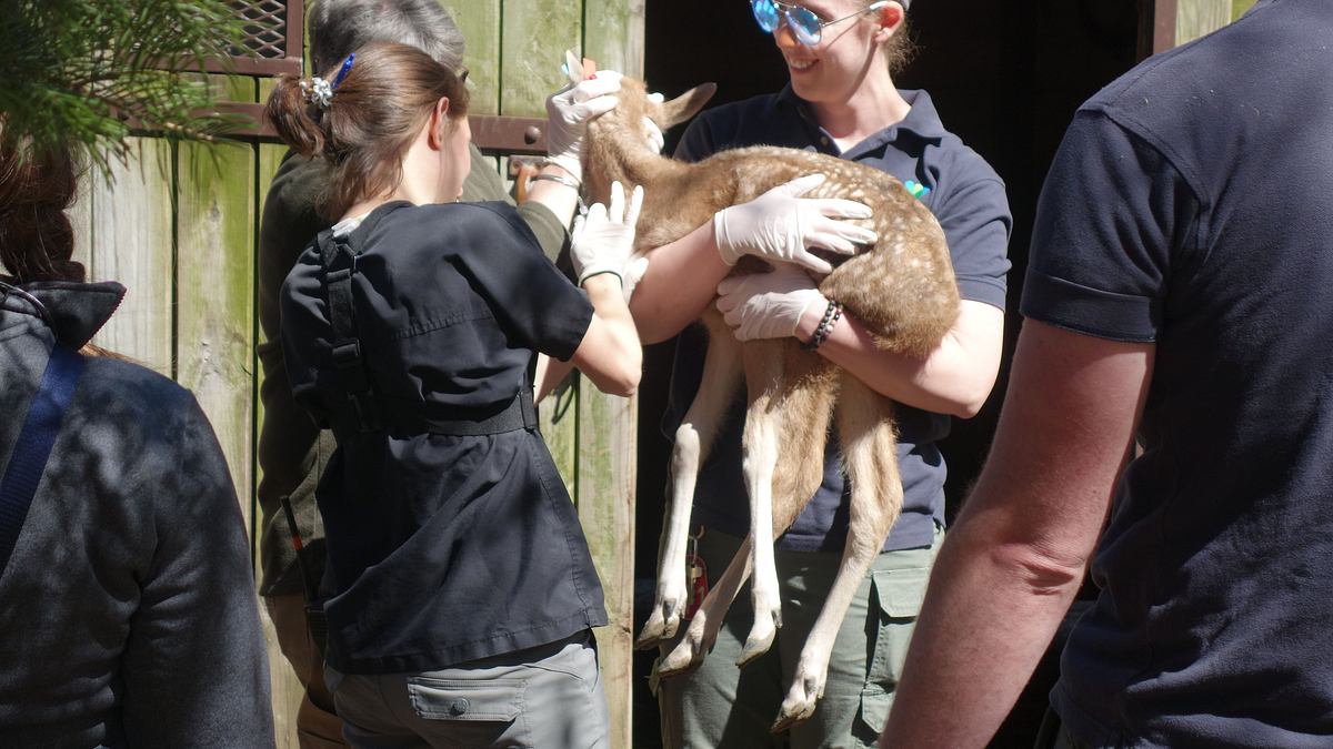 bronx zoo - tierpark der superlative