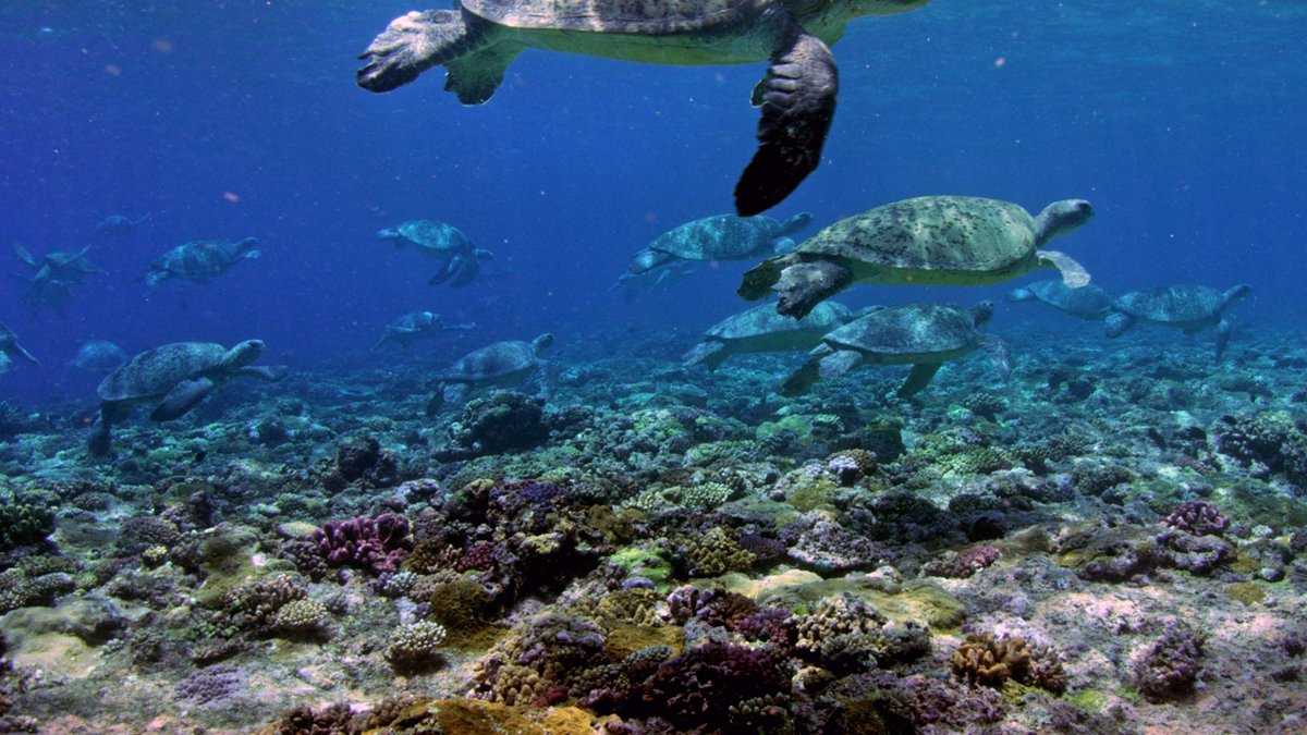 die wächter des great barrier reef