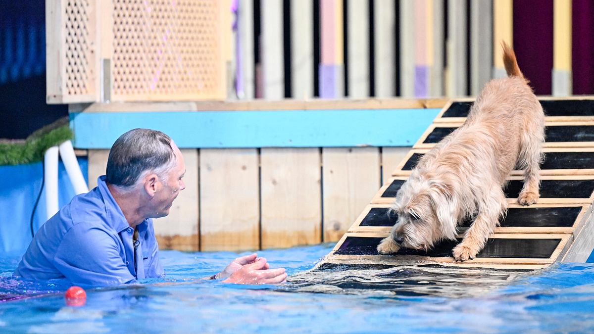 top dog germany - der beste hund deutschlands