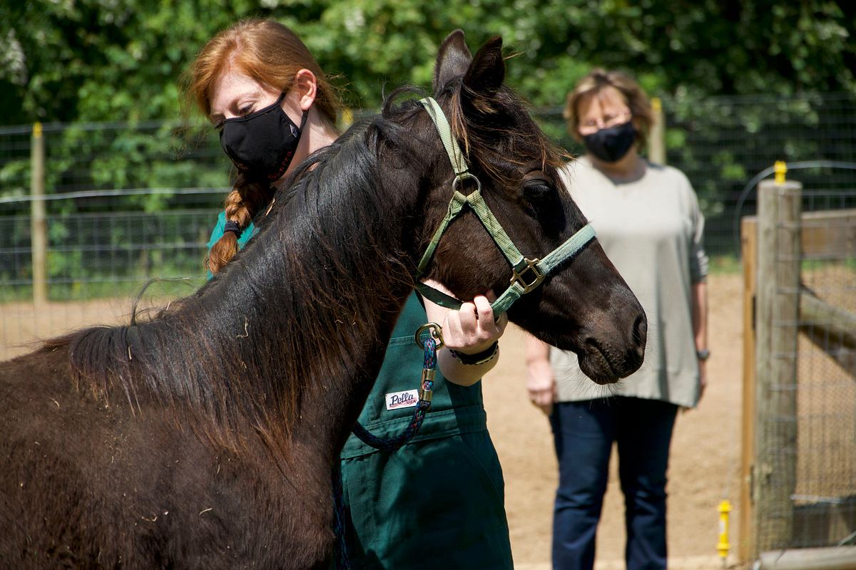 Critter Fixer: Zwei Tierärzte für alle Felle critter fixer: zwei tierärzte für alle felle