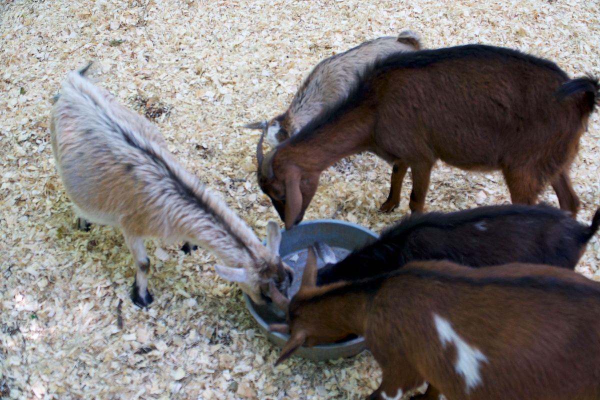 critter fixer: zwei tierärzte für alle felle