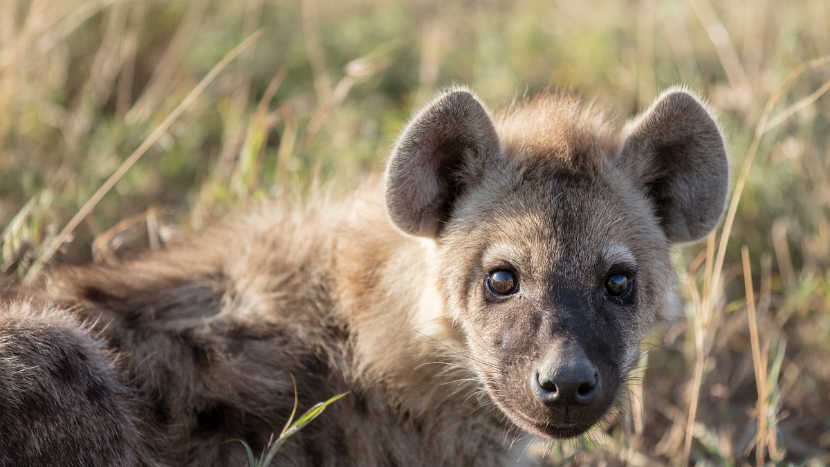 tierbabys in afrika