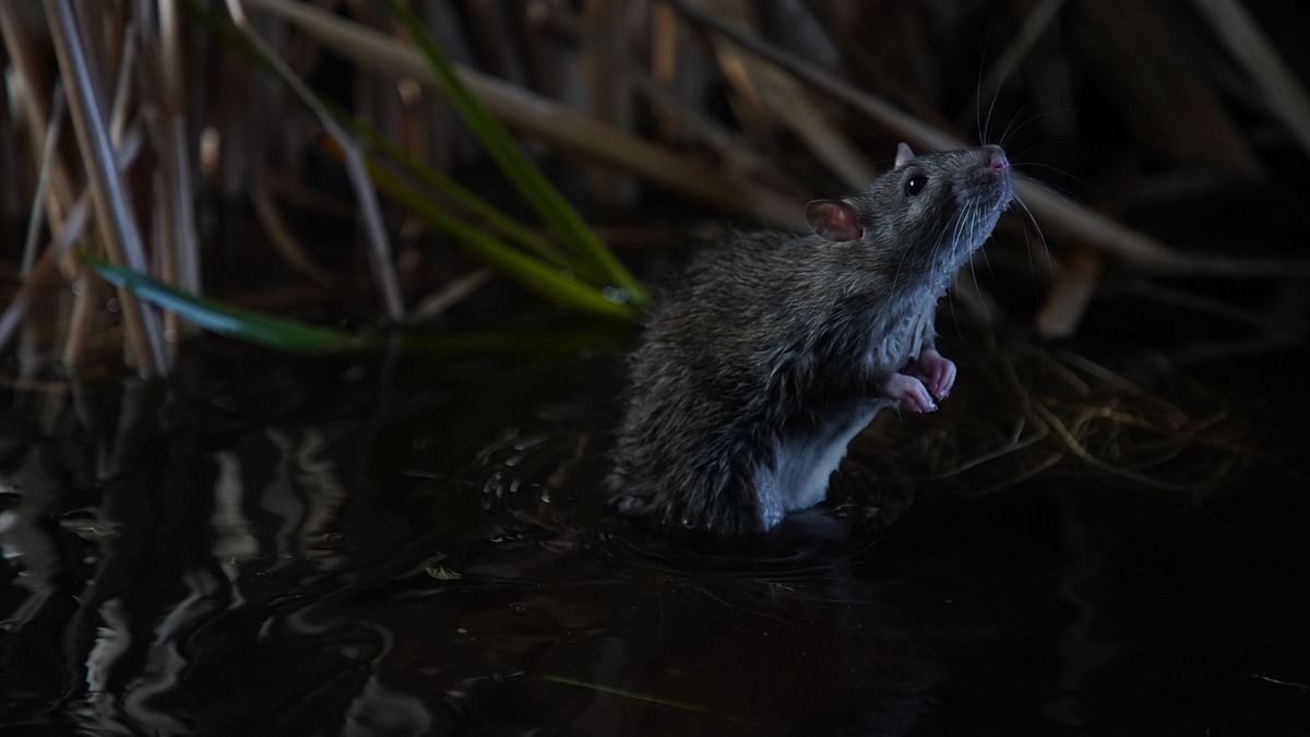 europas verborgene naturwunder