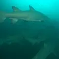 Australiens Wildnis Thumbnail