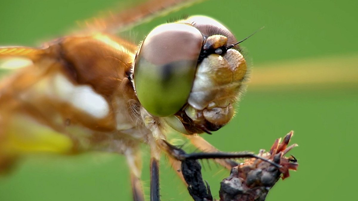 die natur und ihr netzwerk der wohltäter