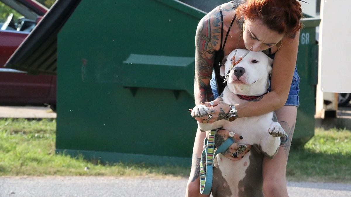 pitbulls auf bewährung