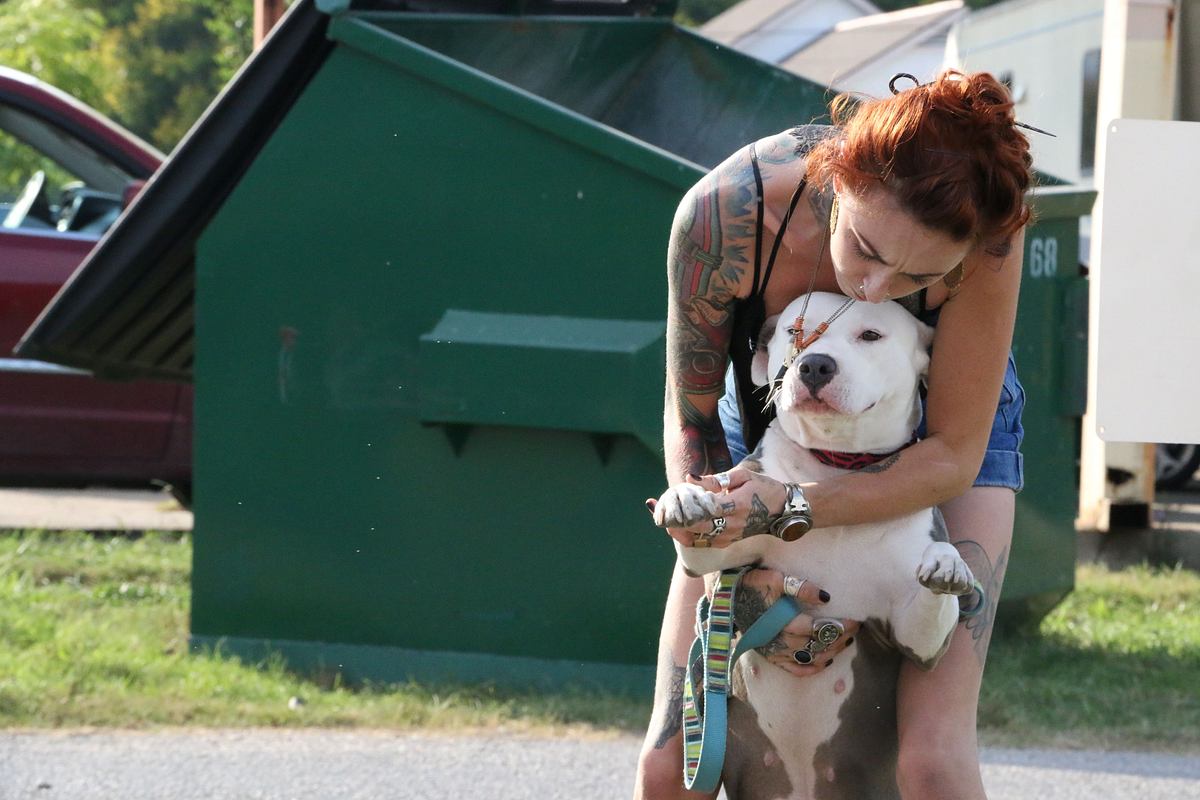 pitbulls auf bewährung