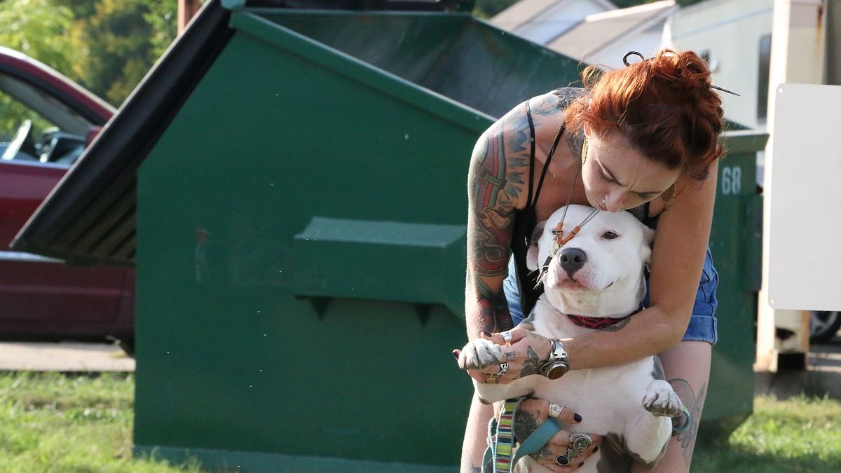 pitbulls auf bewährung