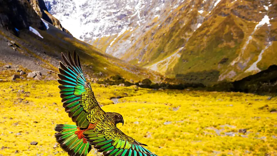 wildes neuseeland