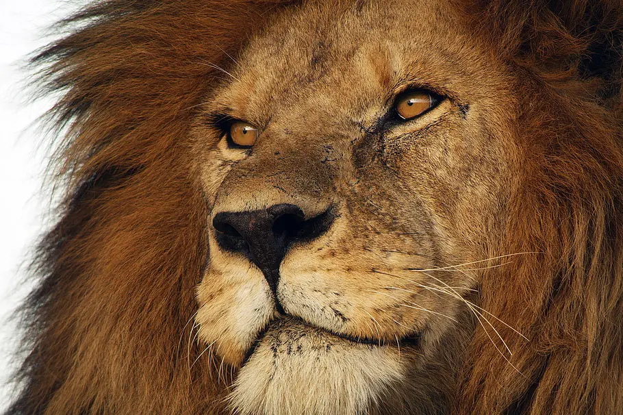 Serengeti - Wilde Geschichten aus der Savanne serengeti - wilde geschichten aus der savanne