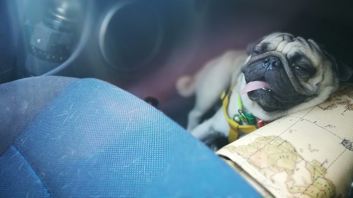 das leiden der modehunde - niedlich, aber krankgezüchtet?