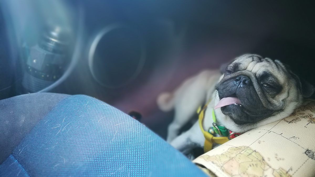 das leiden der modehunde - niedlich, aber krankgezüchtet?