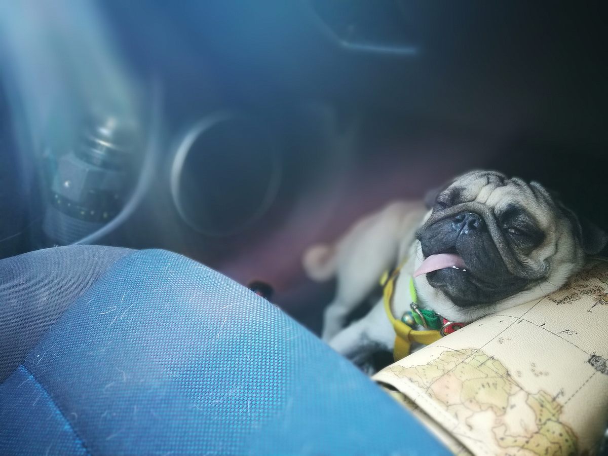Das Leiden der Modehunde - Niedlich, aber krankgezüchtet? das leiden der modehunde - niedlich, aber krankgezüchtet?