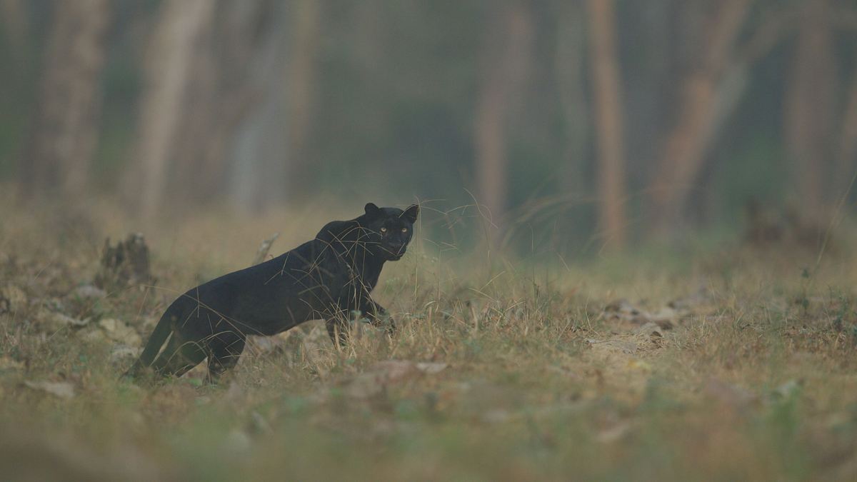 aufstieg des schwarzen panthers
