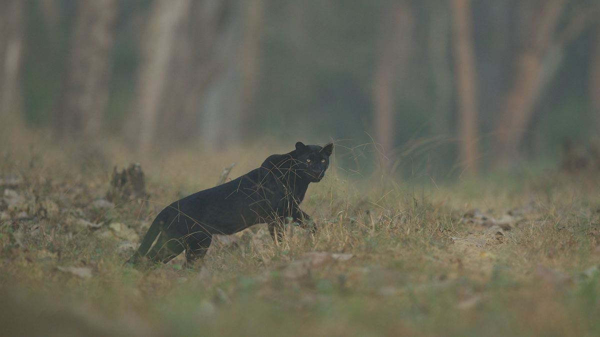 aufstieg des schwarzen panthers