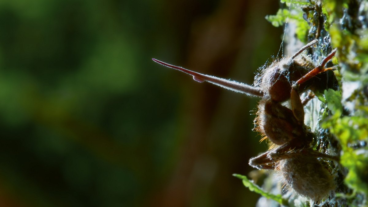 zombies der tierwelt