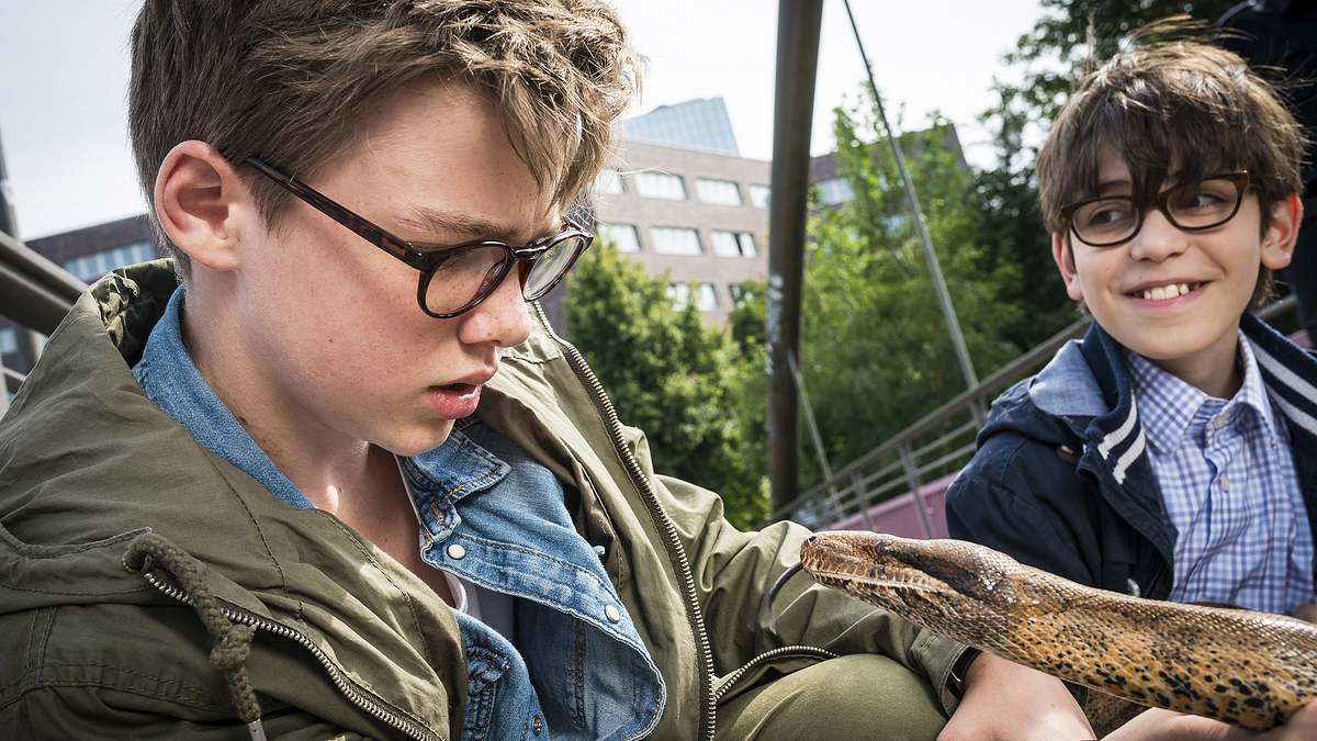die pfefferkörner