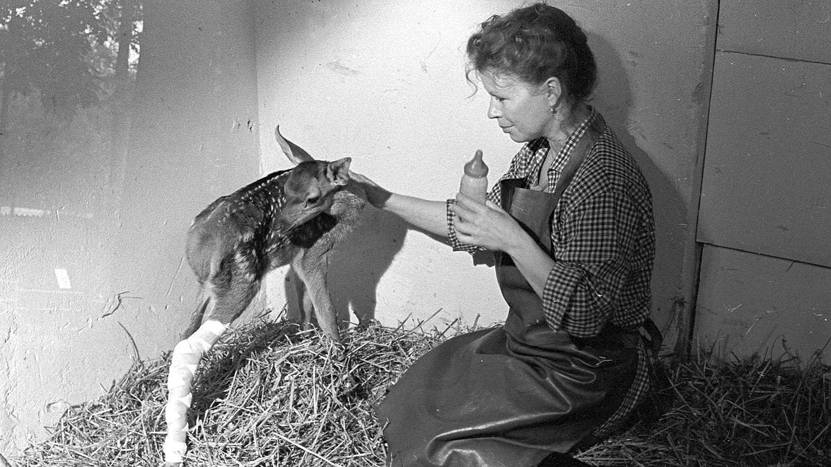 tierparkgeschichten
