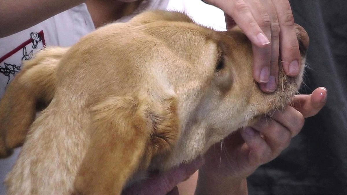 hautnah: die tierklinik