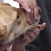 Hautnah: Die Tierklinik Thumbnail