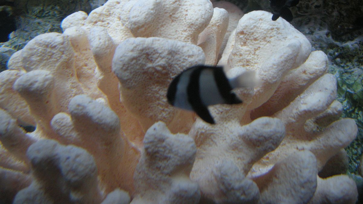 fish tank kings - gigantische wasserwelten