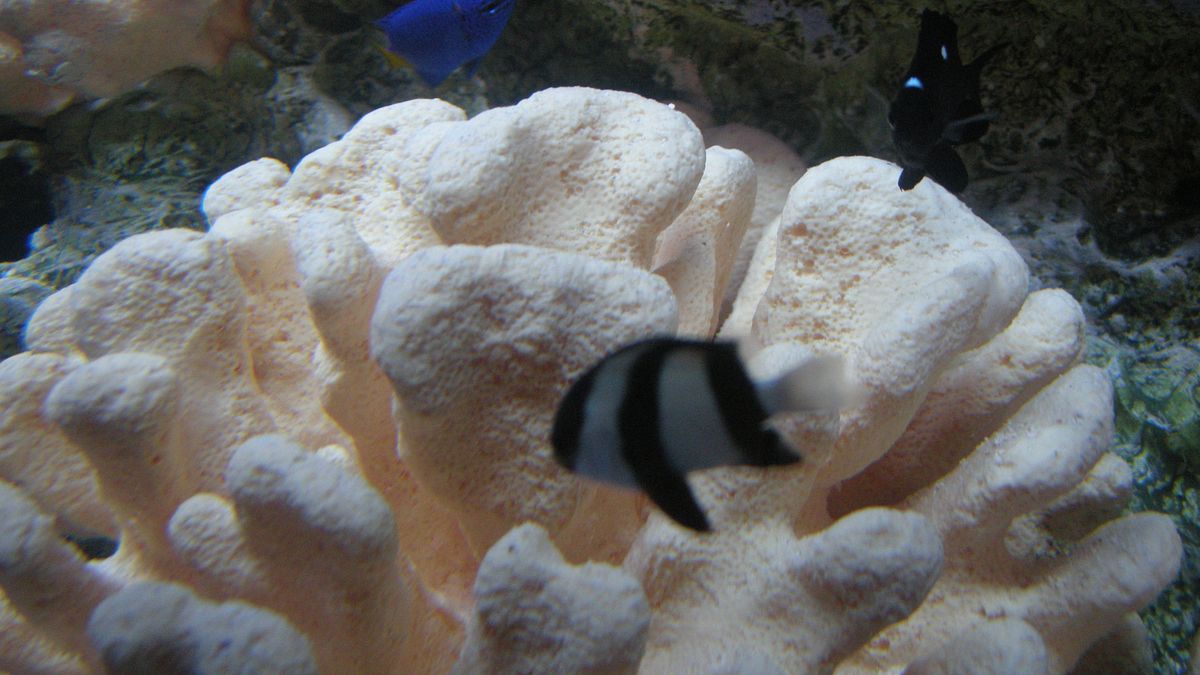 fish tank kings - gigantische wasserwelten