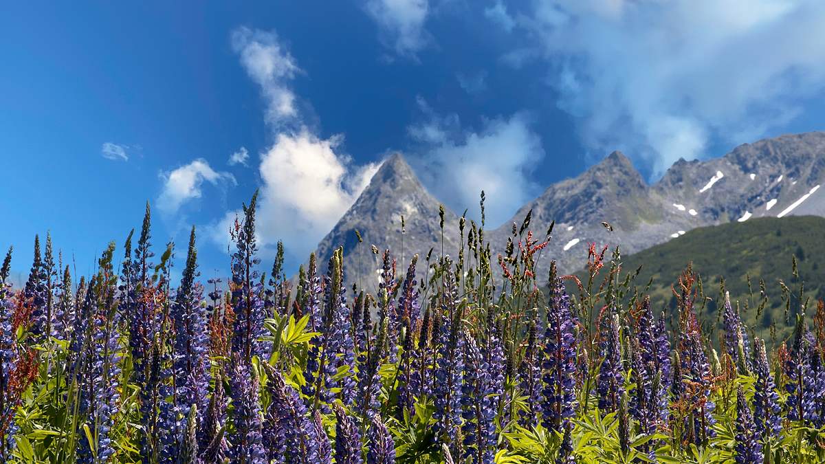 Gärten der Alpen gärten der alpen