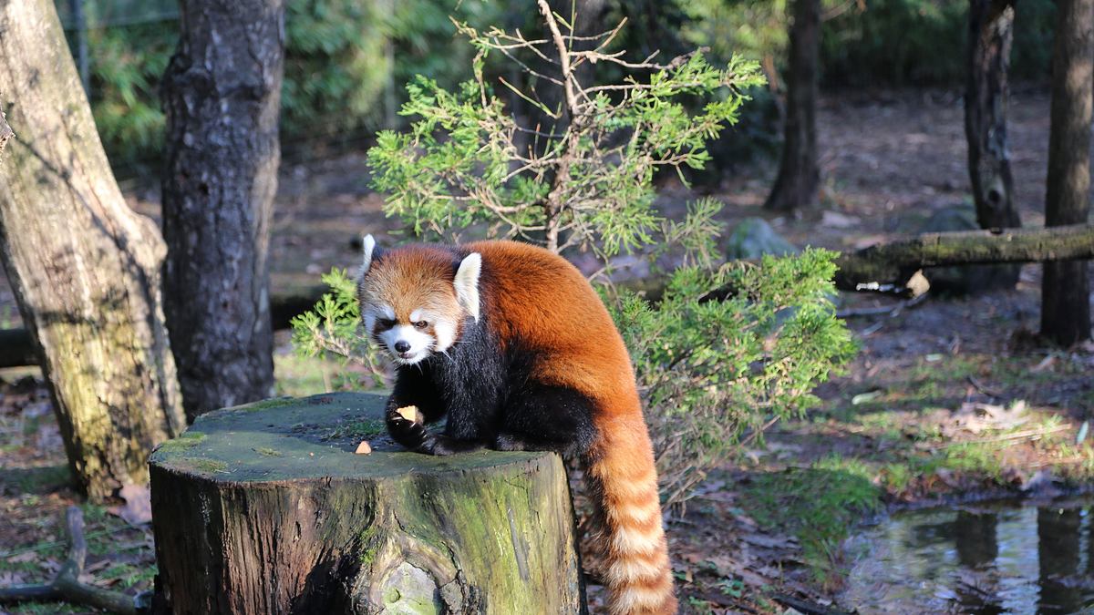 bronx zoo - tierpark der superlative